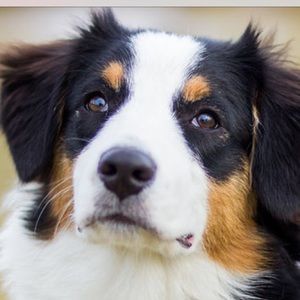 Meet your Posher, Annabel